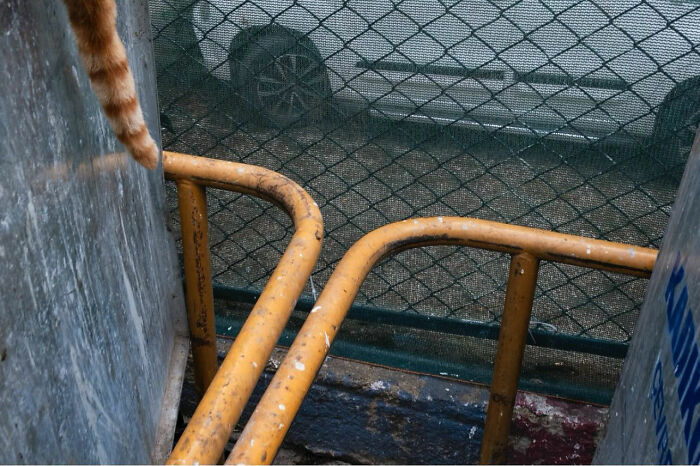 Partial view of orange cat’s tail hanging over yellow railings in an urban street photograph capturing perfect timing.