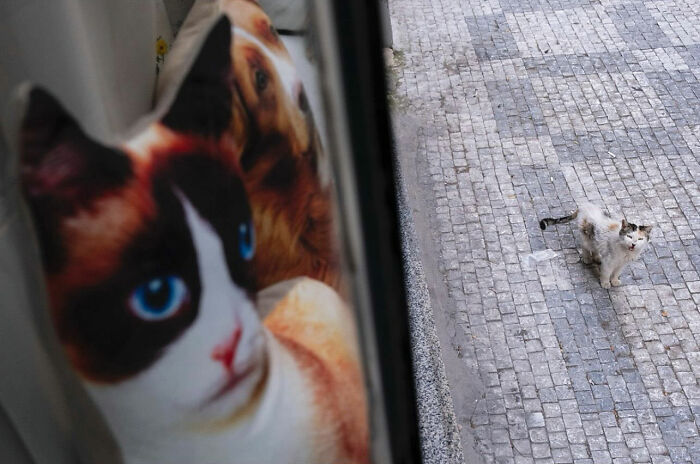 Stray cat on cobblestone street next to an animal poster with a cat and a dog, showing entertaining street photography timing.