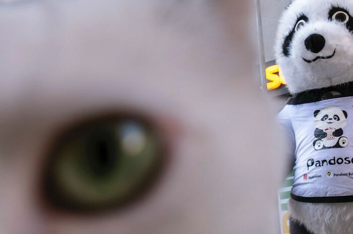 Close-up of a cat’s eye with an entertaining street photograph featuring a person in a panda costume in the background.