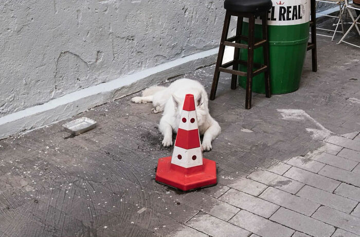 White dog laying on street behind red traffic cone, captured in entertaining street photograph showing perfect timing.
