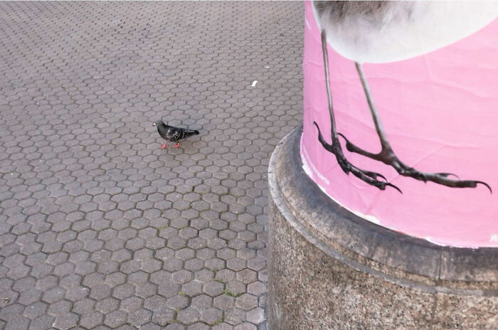 Pigeon walking on hexagonal pavement near a pillar with a poster showing large bird legs, street photography timing.