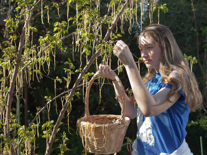 Young woman harvesting long pods from tree branches holding a basket, illustrating savage roasts and comebacks concept.