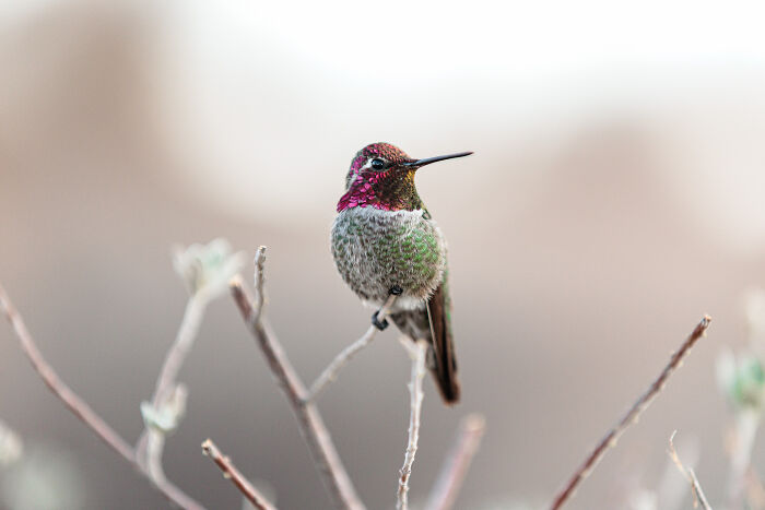 Close-up of a colorful hummingbird perched on a branch, showcasing detailed feathers in perfect animal photography.