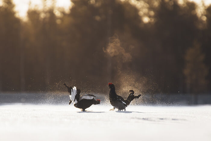 Two black grouse displaying courtship behavior in a snowy northern wild setting at sunrise.