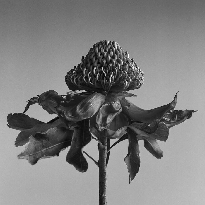 Black and white analog photo of a unique flower with textured petals and detailed leaves against a clear sky background.