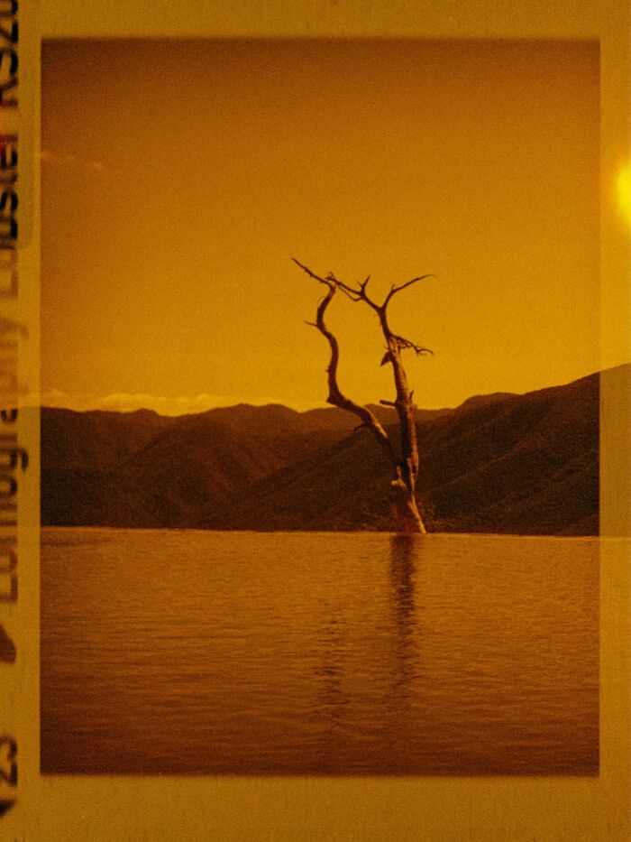 Analog photo of a solitary tree in water with mountain background, showcasing the best of film photography.
