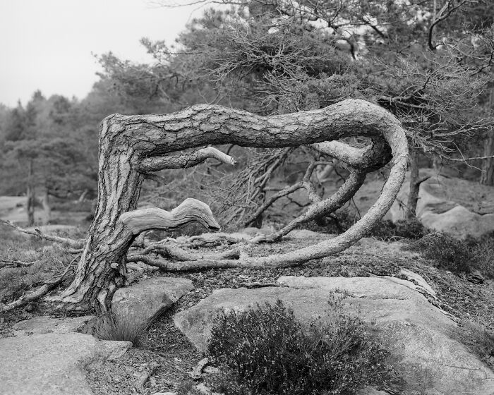 Black and white analog photo of a uniquely shaped twisted tree branch in a rocky forest landscape.