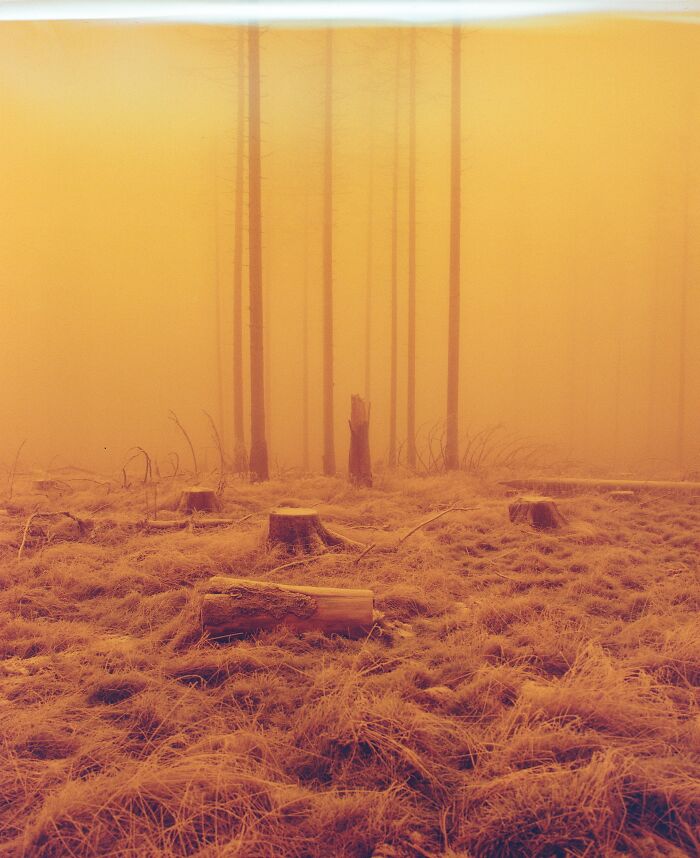 Foggy forest scene with tree stumps and tall trunks captured in warm tones in an analog photo from the 2025 awards.
