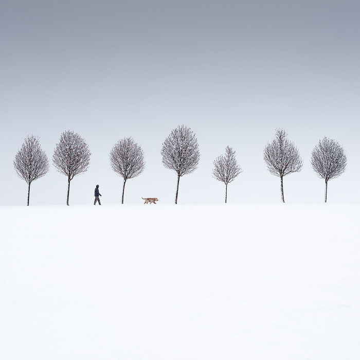 Person walking a dog in a snowy landscape with evenly spaced bare trees showcasing minimalism photography style.