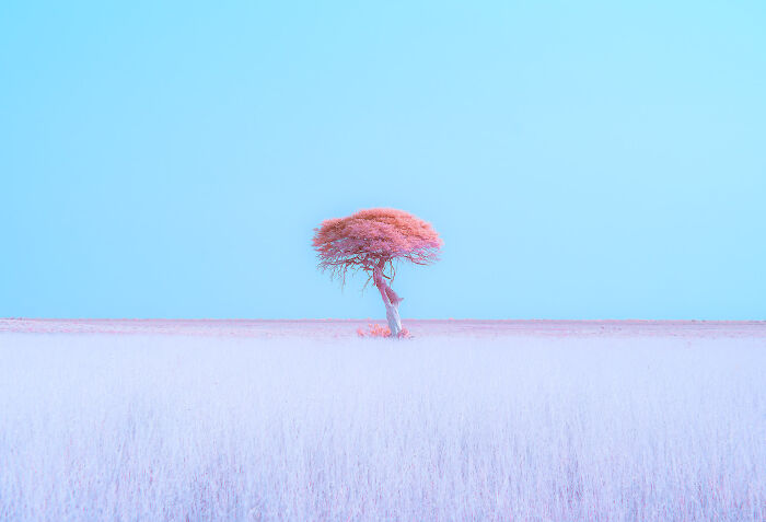 Lonely tree with pink leaves in a vast minimalistic landscape under a clear blue sky capturing minimalism art.