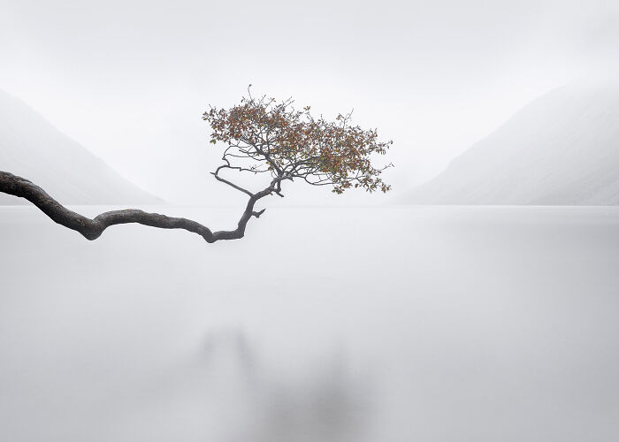 Minimalism in nature with a lone tree branch extending over calm water and misty mountains in the background.