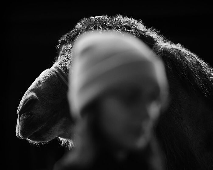Black and white minimalism photo featuring a blurred person in a hat in front of a sharply focused camel's head.