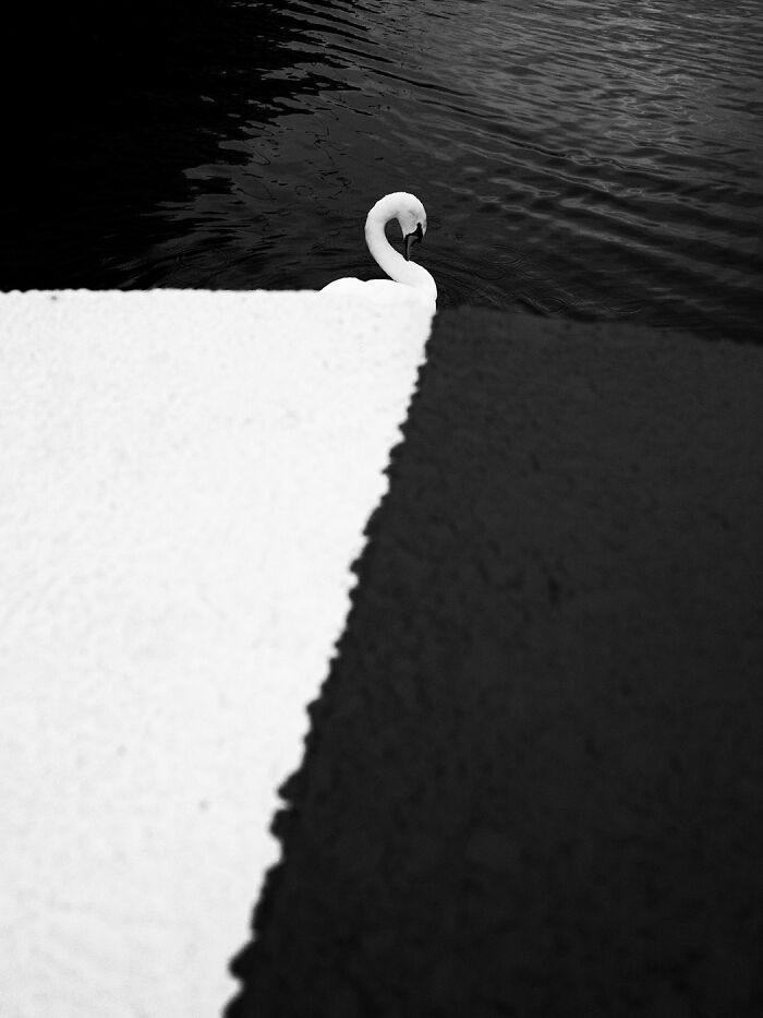 Black and white minimalism photo featuring a swan in dark water beside contrasting light and dark surfaces.