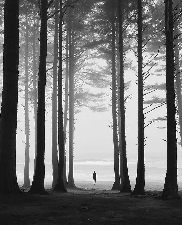Person standing between tall trees in a foggy forest captured in stunning photos from around the world.