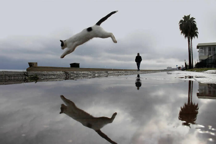 Cat leaping over a puddle with its reflection visible, featured in stunning photos from around the world collection.