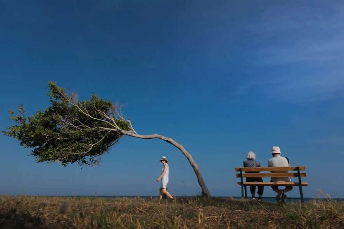 A bent tree near two people sitting on a bench and a woman walking, featured in stunning photos from around the world Instagram page.