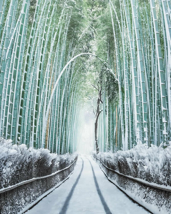 Snow-covered bamboo forest path framed by tall green stalks in a stunning photo from around the world collection.