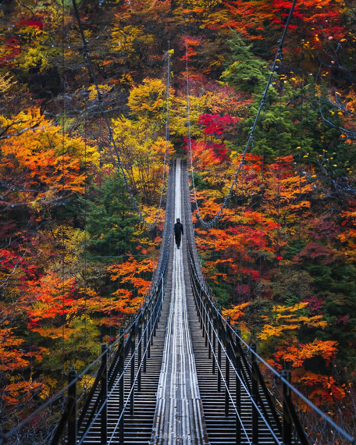 Person walking on a narrow suspension bridge surrounded by stunning autumn foliage in a breathtaking nature photo.