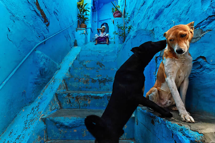 Two dogs on blue stairs in a vivid street scene featured in stunning photos from around the world on Instagram.