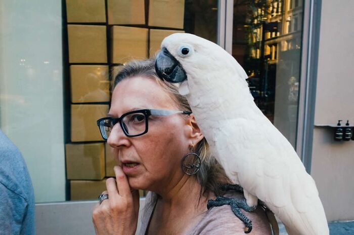 Woman wearing glasses with a large white parrot on her shoulder, captured in a stunning photo from around the world.