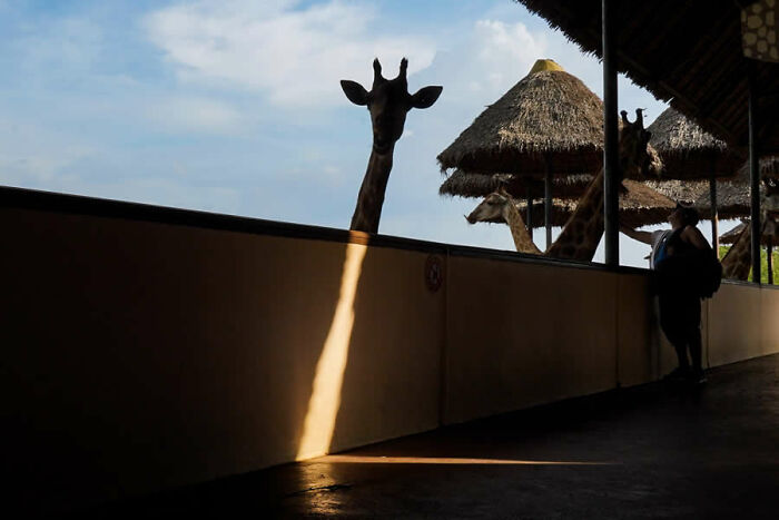 Giraffes peeking over a barrier at a wildlife park, captured in a stunning photo from around the world.