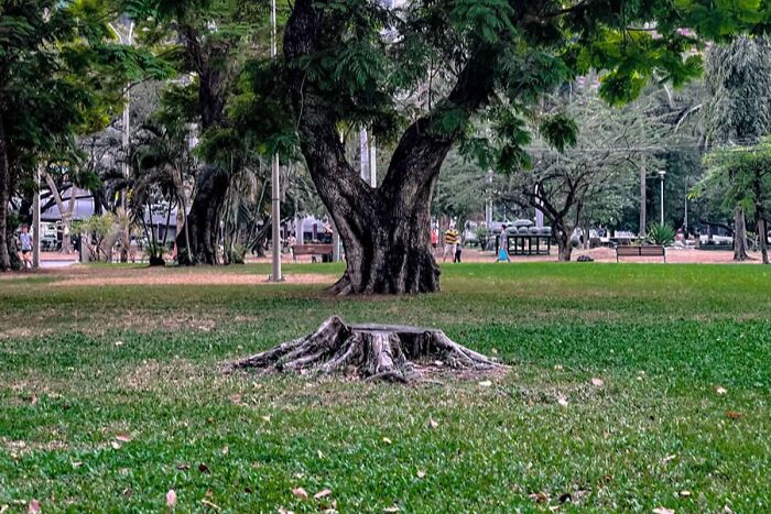 Old tree stump in a lush green park with large trees, part of stunning photos from around the world collection.