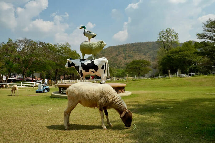 Stacked animal statues of a duck, sheep, and cow in a grassy field, featured on an Instagram page collecting stunning photos.