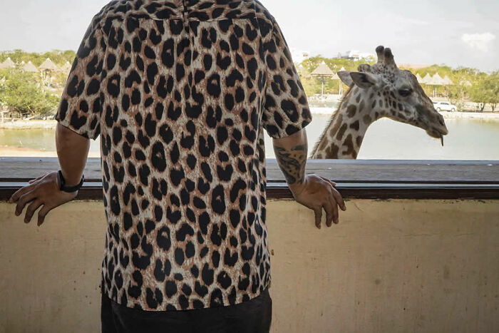 Person in leopard print shirt looking at a giraffe through a window, a stunning photo from around the world.