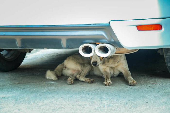 Dog resting under a car with exhaust pipes above, captured in a stunning photo from around the world collection.