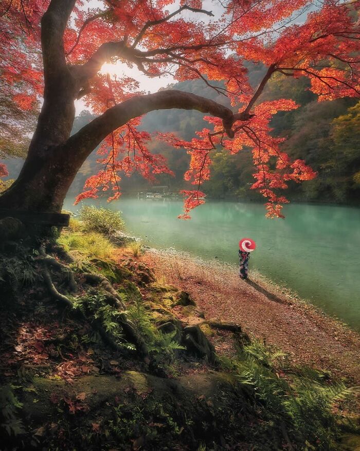 Stunning photo of autumn tree with red leaves by a serene river, featured on a global photo Instagram page.