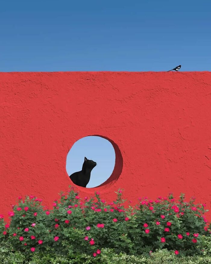 Black cat framed by red wall with circular hole, pink flowers below, and a small bird on top under a clear blue sky, stunning photo.