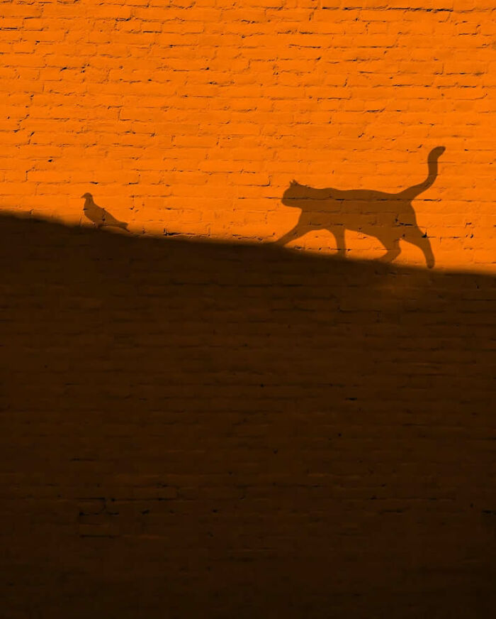 Shadow of a cat and a bird on an orange brick wall, showcasing stunning photos from around the world.