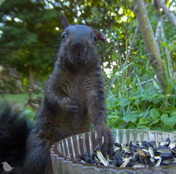 Close-up of a squirrel grabbing bird feeder seeds in yard, captured by camera set by woman for wildlife photography.