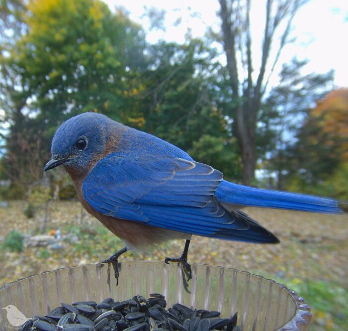 Bluebird perched on bird feeder in yard captured by camera showing detailed feathers and surroundings.