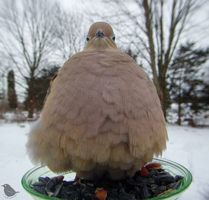 Close-up of a fluffy bird at a yard bird feeder captured by a camera for bird photography shots.