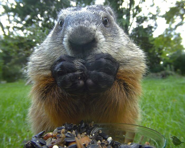 Close-up of a groundhog eating seeds from a bird feeder in a yard, captured using a hidden camera.