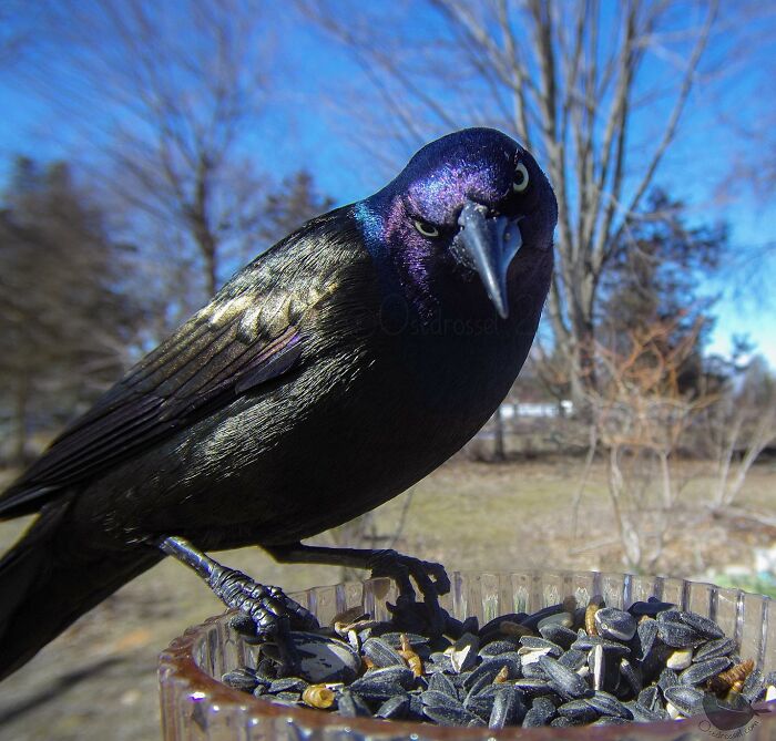 Close-up of a bird on a bird feeder in a yard captured by a camera set up for bird photography.
