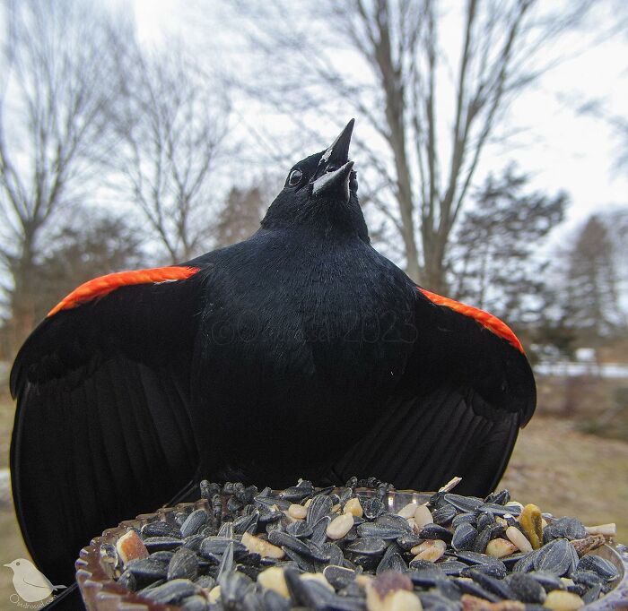 Close-up of a red-winged blackbird at a bird feeder in a yard, captured with a camera set by a woman.