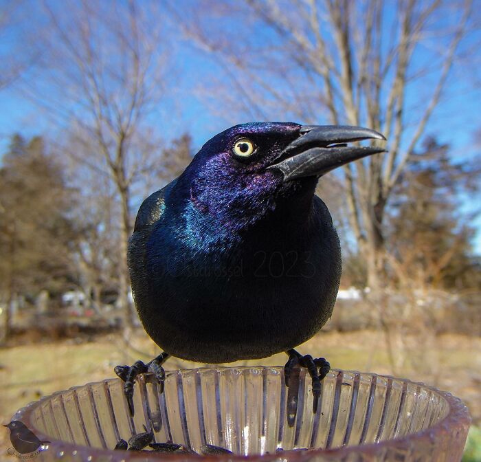 Close-up of iridescent bird perched on a glass bird feeder with a yard and trees in the background.