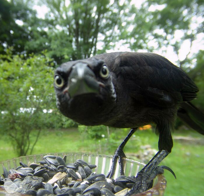 Close-up of a bird at a yard bird feeder captured by a camera for wildlife photography shots.