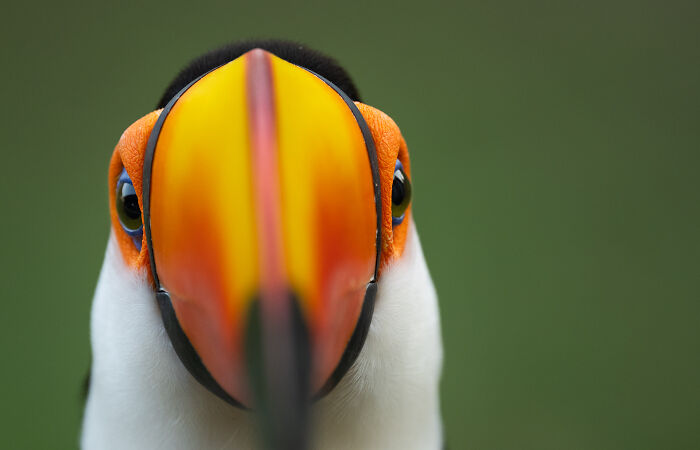Close-up of a toucan with a vibrant orange and yellow beak, captured in stunning wildlife photography.