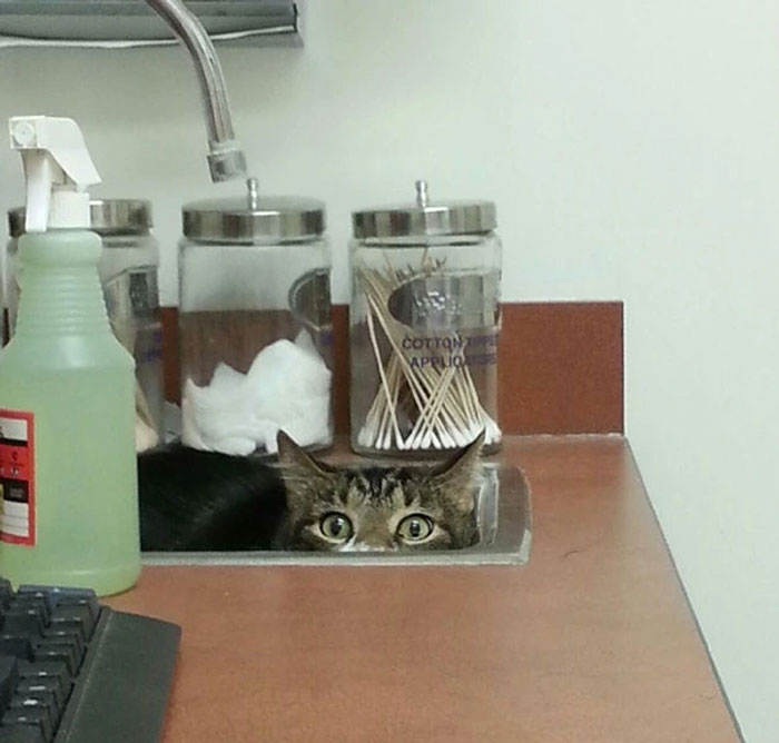 Cat attempting to hide in a sink, one of the pets who tried hiding from their owners but did a bad job.