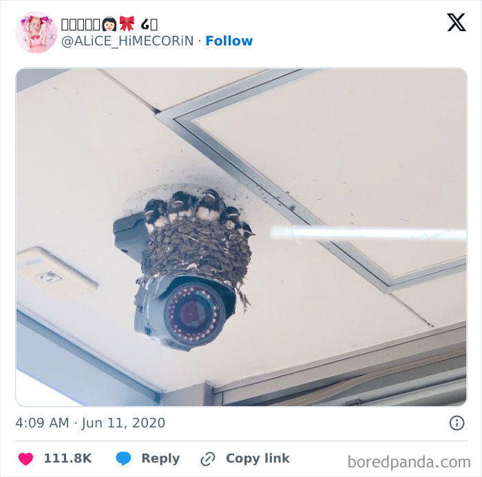 Birds nesting on a security camera under a ceiling, creating a weird and blessed and cursed visual effect.