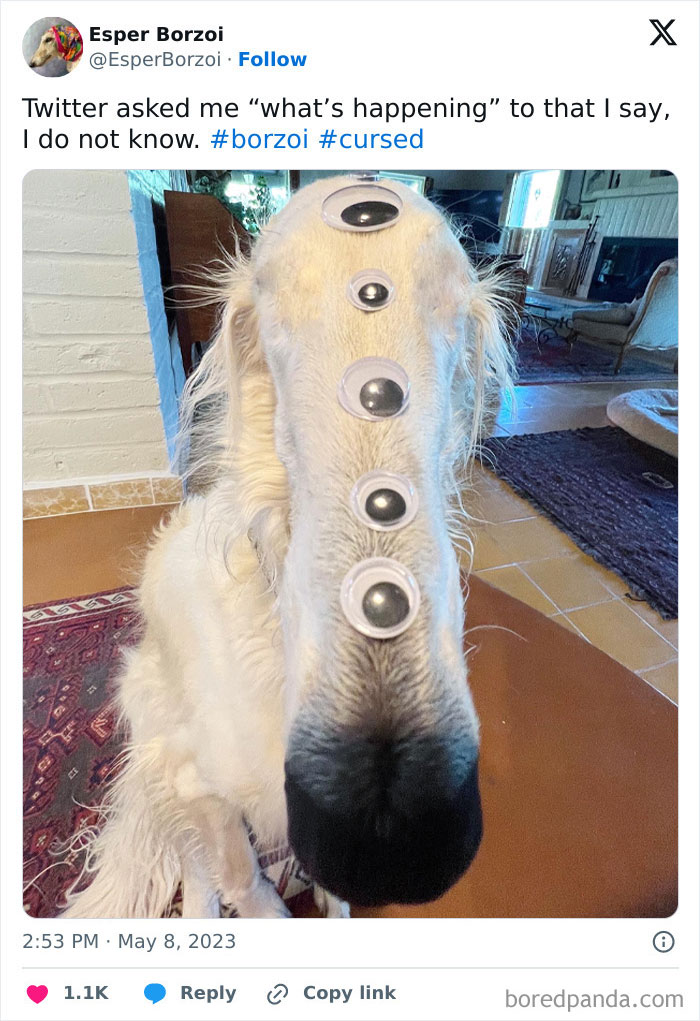A white Borzoi dog with multiple fake googly eyes placed on its long snout, creating a weird and cursed effect.