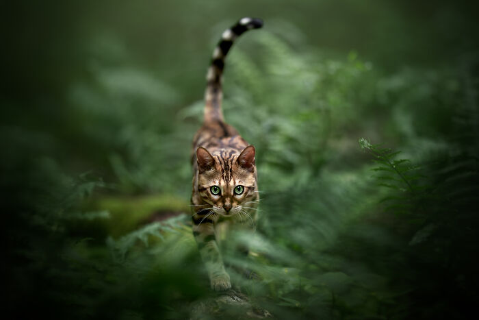 White cat with one blue eye sitting among purple flowers in a heartwarming creative pet photo winning pet photography award.