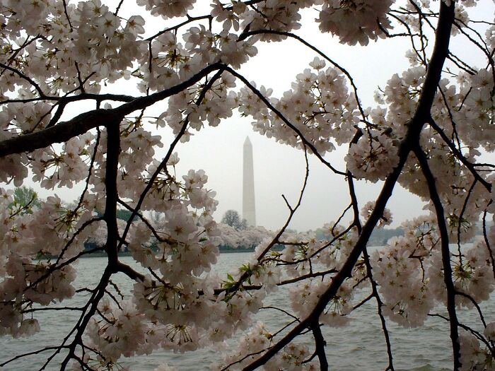The Washington Monument, Seen Through Cherry Blossoms