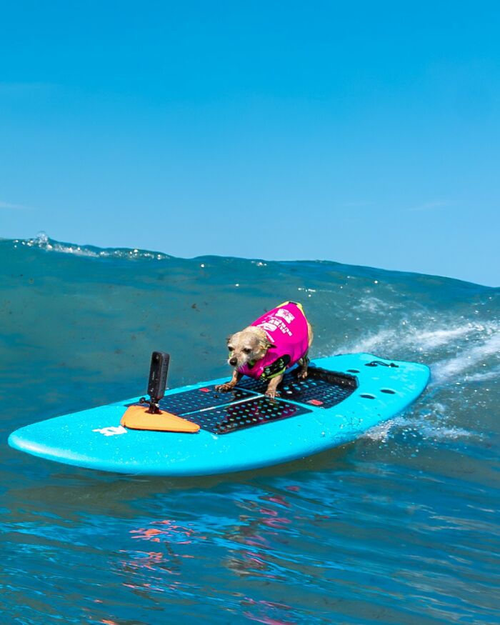 Small dog wearing a pink vest riding a wave on a blue surfboard, showcasing adorable dogs riding waves.