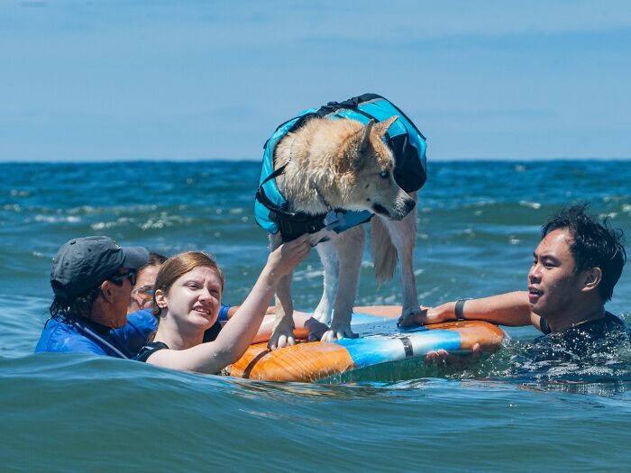 Dog wearing life jacket riding waves on a surfboard while being assisted by people in the ocean for a good cause.