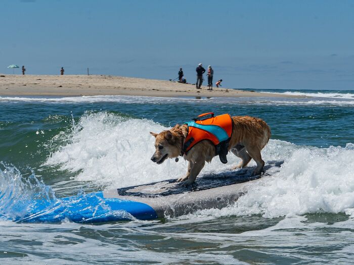 Dog wearing a life vest riding waves on a surfboard near the shore with people in the background.