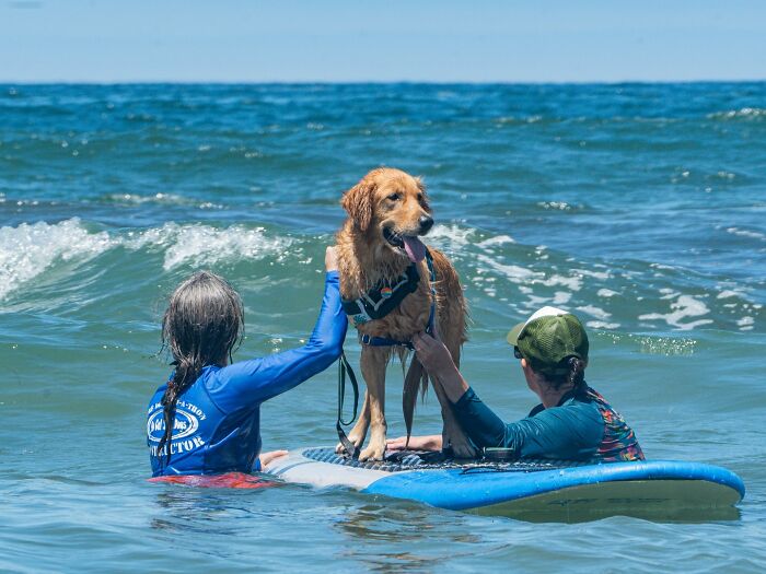 Golden retriever standing on a surfboard with two people in the ocean, showcasing dogs riding waves for charity.